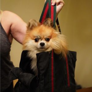Gucci dog carrier